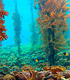 Coral Game 6Days 5Nights Raja-Ampat Coral Game 6Days 5Nights Raja-Ampat