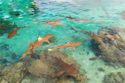 Coral Game 6Days 5Nights Raja-Ampat Coral Game 6Days 5Nights Raja-Ampat