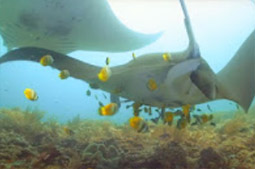 Coral Game 6Days 5Nights Raja-Ampat Coral Game 6Days 5Nights Raja-Ampat