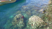 Nomad Cruise: ราจาอัมพัต 7วัน6คืน Nomad Cruise: ราจาอัมพัต 7วัน6คืน