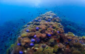 Thai Bay Line: หมู่เกาะเวียง ชุมพร Thai Bay Line: หมู่เกาะเวียง ชุมพร