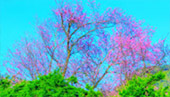 Sakura Doi: อินทนนท์และขุนวาง... Sakura Doi: อินทนนท์และขุนวาง...