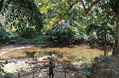 Forest Breath: ใน ดึกดำบรรพ์ Forest Breath: ใน ดึกดำบรรพ์