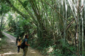 Forest Breath: ใน ดึกดำบรรพ์ Forest Breath: ใน ดึกดำบรรพ์