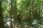 Forest Breath: ใน ดึกดำบรรพ์ Forest Breath: ใน ดึกดำบรรพ์
