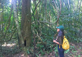 Forest Breath: ใน ดึกดำบรรพ์ Forest Breath: ใน ดึกดำบรรพ์
