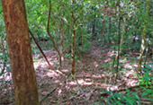 Forest Breath: ใน ดึกดำบรรพ์ Forest Breath: ใน ดึกดำบรรพ์