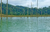 Forest Breath: ใน ดึกดำบรรพ์ Forest Breath: ใน ดึกดำบรรพ์