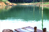 Forest Breath: ใน ดึกดำบรรพ์ Forest Breath: ใน ดึกดำบรรพ์