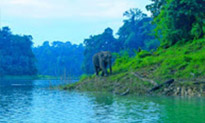 Forest Breath: ใน ดึกดำบรรพ์ Forest Breath: ใน ดึกดำบรรพ์