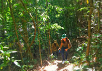 Forest Breath: ใน ดึกดำบรรพ์ Forest Breath: ใน ดึกดำบรรพ์