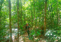 Forest Breath: ใน ดึกดำบรรพ์ Forest Breath: ใน ดึกดำบรรพ์