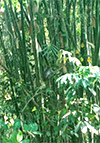 Forest Breath: ใน ดึกดำบรรพ์ Forest Breath: ใน ดึกดำบรรพ์