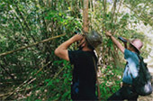 Forest Breath: ใน ดึกดำบรรพ์ Forest Breath: ใน ดึกดำบรรพ์