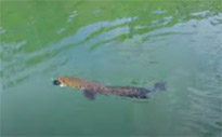 A Long Lake Discovery: ไกลสุดขอบเขื่อน... ในวันเดียว A Long Lake Discovery: ไกลสุดขอบเขื่อน... ในวันเดียว