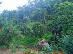 Nature Plays:สุราษฯ เขาสก 2วัน1คืน Nature Plays:สุราษฯ เขาสก 2วัน1คืน