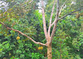 Nature Plays:สุราษฯ เขาสก 2วัน1คืน Nature Plays:สุราษฯ เขาสก 2วัน1คืน