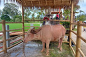 Things of South 3วัน2คืน สุราษ นคร Things of South 3วัน2คืน สุราษ นคร