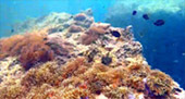 New Andaman เกาะกระดาน เกาะบุโหลน New Andaman เกาะกระดาน เกาะบุโหลน