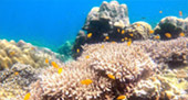 New Andaman เกาะกระดาน เกาะบุโหลน New Andaman เกาะกระดาน เกาะบุโหลน