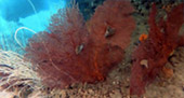 New Andaman เกาะกระดาน เกาะบุโหลน New Andaman เกาะกระดาน เกาะบุโหลน