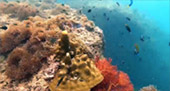 New Andaman เกาะกระดาน เกาะบุโหลน New Andaman เกาะกระดาน เกาะบุโหลน