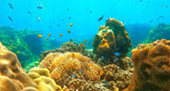 New Andaman เกาะกระดาน เกาะบุโหลน New Andaman เกาะกระดาน เกาะบุโหลน