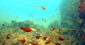 New Andaman เกาะกระดาน เกาะบุโหลน New Andaman เกาะกระดาน เกาะบุโหลน