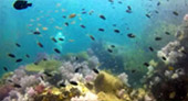 New Andaman เกาะกระดาน เกาะบุโหลน New Andaman เกาะกระดาน เกาะบุโหลน