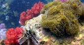 New Andaman เกาะกระดาน เกาะบุโหลน New Andaman เกาะกระดาน เกาะบุโหลน