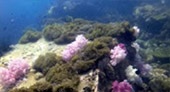 New Andaman เกาะกระดาน เกาะบุโหลน New Andaman เกาะกระดาน เกาะบุโหลน
