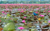 ตรัง: Coral and Lotus ตรัง: Coral and Lotus