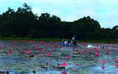 ตรัง: Coral and Lotus ตรัง: Coral and Lotus