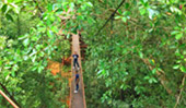 ตรัง: Coral and Lotus ตรัง: Coral and Lotus
