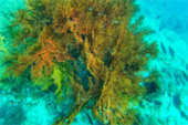 Discovery to Undiscovered Mergui Discovery to Undiscovered Mergui