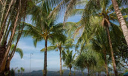 The Various สตูล + ลังกาวี + หาดใหญ่ The Various สตูล + ลังกาวี + หาดใหญ่