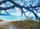What do I...? ทัวร์ทะเล เกาะห้อง แหลมหาด(เกาะยาว)